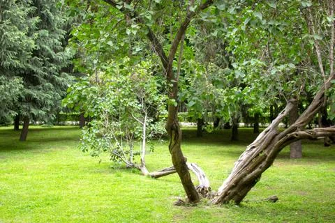 Strange tree Stock Photos