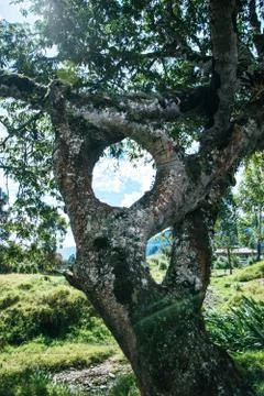 Strange tree Stock Photos
