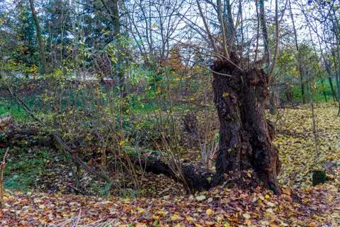Strange tree stump close-up Stock Photos