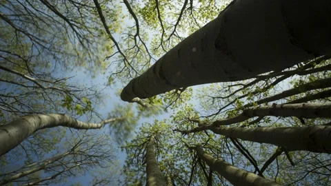 Strange Tree Sway - Timelapse - 4K - 23.98 fps - England - UK Stock Footage 147502399