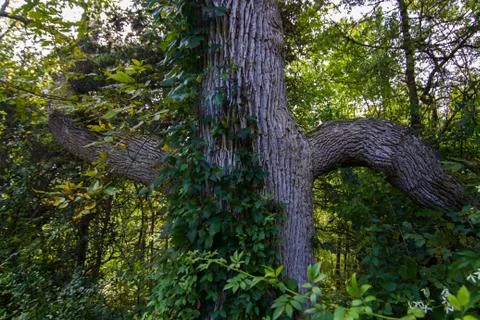 A strange tree trunk looking like human arms Stock Photos
