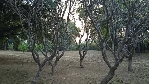 Strange trees Video stock 149534944