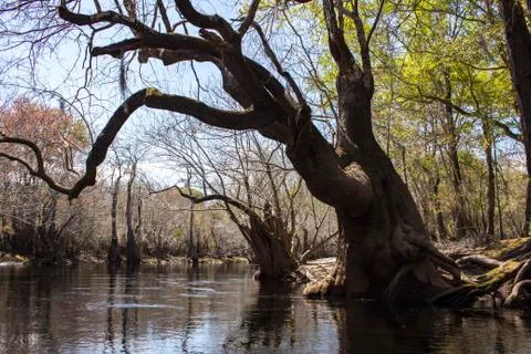 Strange Trees on The Upper Suwanee River in Georgia Stock Photos