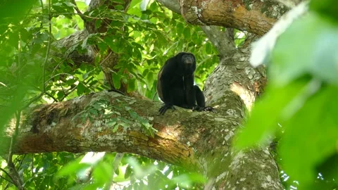 Strange troubling lone behavior in abnormally secluded monkey out of group Stock-Footage 140701088