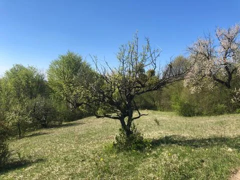 A strange twisted tree in the middle of the open scape from meadow. Stock Photos