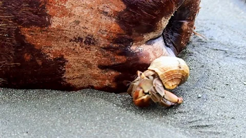 Strange, unique and crazy big  insects with shell like a  in front of the Stock Footage 225843085