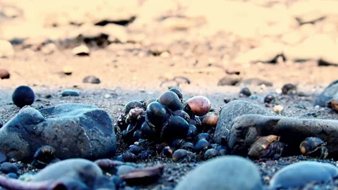 Strange, unique and crazy  small group of insects with shells in front of Stock Footage 225843233