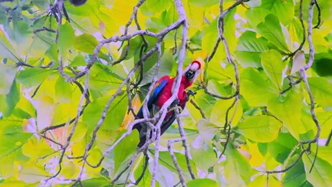 Strange unique yellow blue red and black parrot  in a tree in front of the Stock Footage 225843149