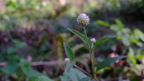 Strange white flower accidentally found in the forest Stock Footage 209911967