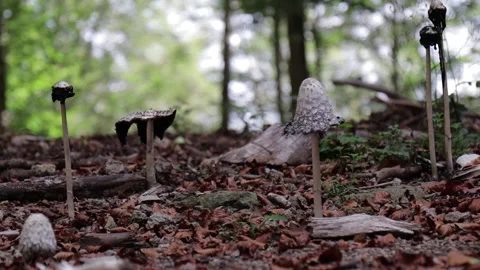 Strange white mushrooms in the forest. Medium shot Stock Footage 141591703