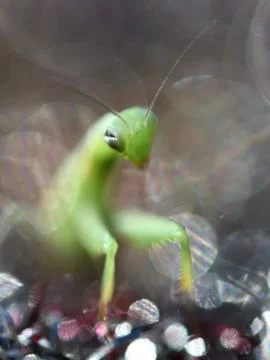 Stranger in bubbles Stock Photos