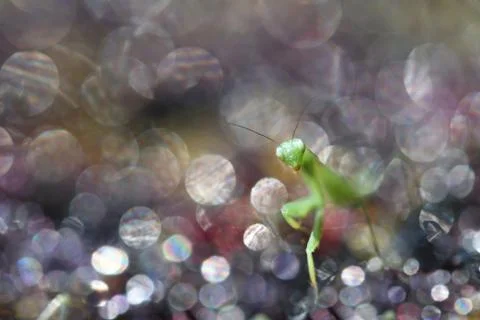 Stranger Stock Photos