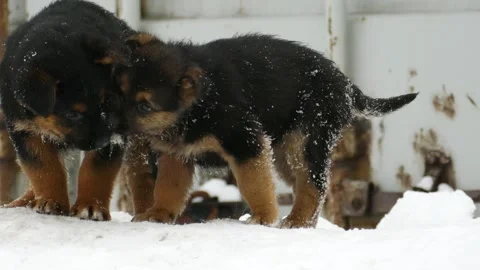 Stranger puppies playing in a snowdrift Stock Footage 317183386