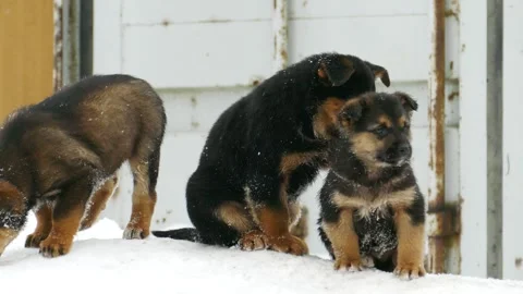 Stranger puppies playing in a snowdrift Stock Footage 317183398
