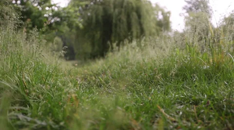 Stranger, walking on the grass 1 Stock Footage 32476167