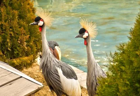 The strangest Peacock Stock Photos