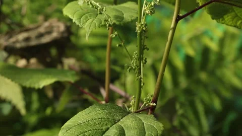 STRANGLE WEED 스톡 동영상 272807115