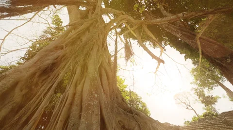 Strangler fig bottom view Stock Footage 39406344