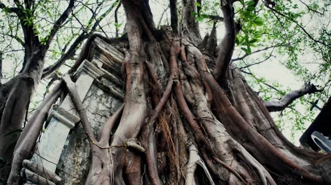 Strangler fig swallow building Stock Footage 62651574
