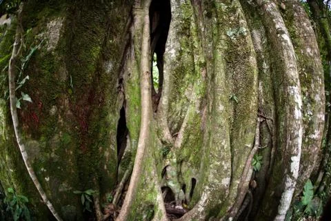 Strangler Fig Tree Stock Photos