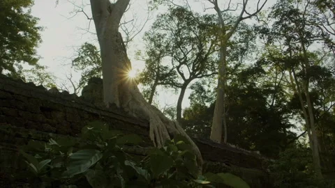 Strangler fig tree roots overgrowing temple ruins Vídeo Stock 331954024