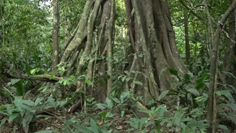 Strangling fig, Malaysia Video stock 135718943