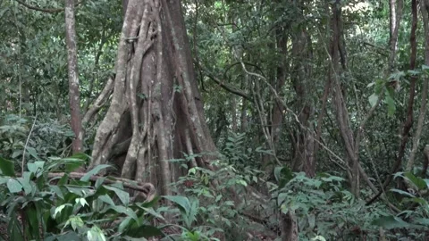 Strangling fig, Malaysia Stock Footage 135718992