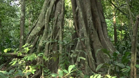 Strangling fig, Malaysia Stock Footage 135719022