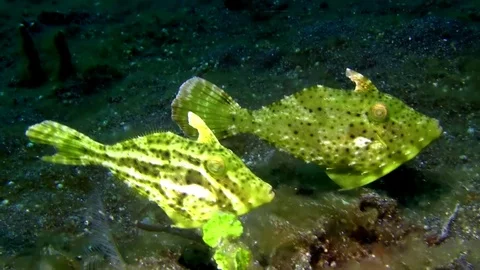 Strapweed filefish (Pseudomonacanthus macrurus) in Lembeh strait  Indonesia Stock Footage 79856185