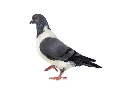 Strasser pigeon in studio Stock Photos