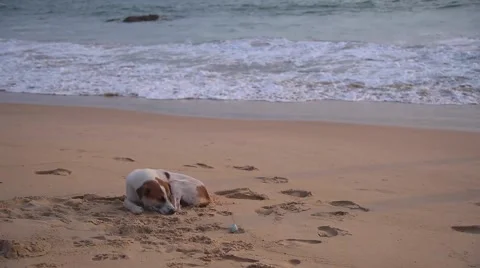 Strat dog on the beach Stock Footage 63892222