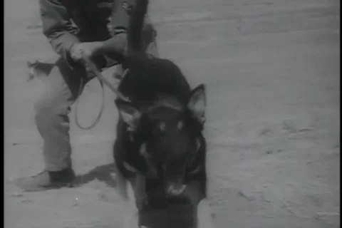 Strategic air command train K-9 Corps at military camp - 1956 Video stock 99094266