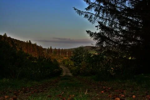 Strathdon Forest Path Stock Photos