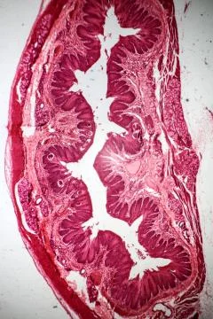 Stratified flat epithelium section under the microscope Stock Photos