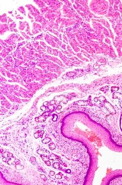 Stratified squamous epithelium Stock Photos