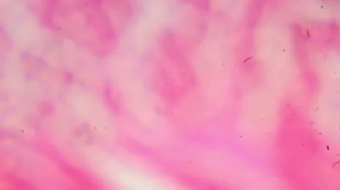 Stratified squamous epithelium under the microscope  Stock Footage 47086463