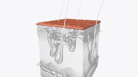 The stratum corneum is the outermost layer of the epidermis and marks the fin Stock Illustration