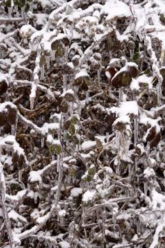 Strauch mit Eismantel Stock Photos