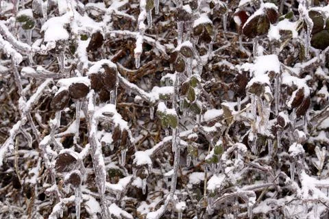 Strauch mit Eismantel Stock Photos