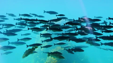 Straumen tidal strait fish schools in Norway waters Stock Footage 327314157