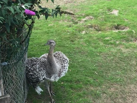 Straus in  Denmark Stock Photos