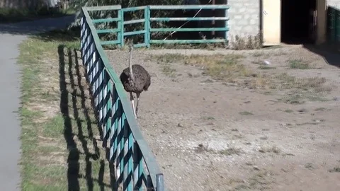 Straus goes on the cage Video stock 83488659