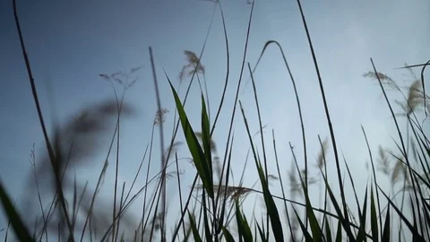 Straw and grass on breeze, wind, in the green field in summertime sunset Stock Footage 75744222