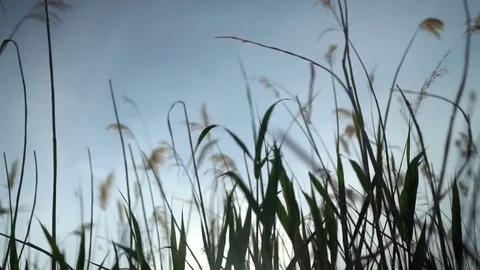 Straw and grass on breeze, wind, in the green field in summertime sunset Stock Footage 76781885