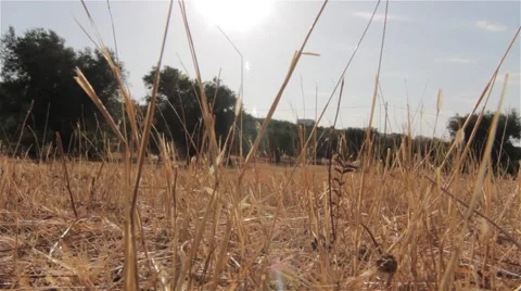 Straw and Grass Stock Footage 42952125