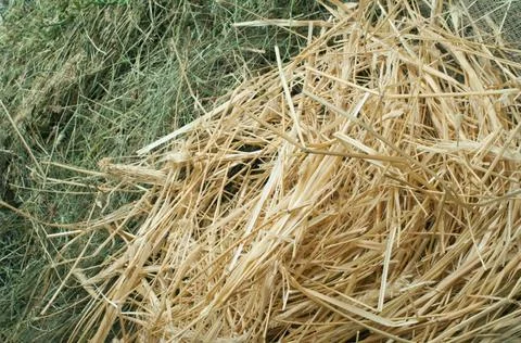 Straw and hay close up background Straw and hay close up background. Studi... Stock Photos