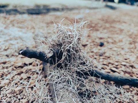 Straw and logs 写真素材