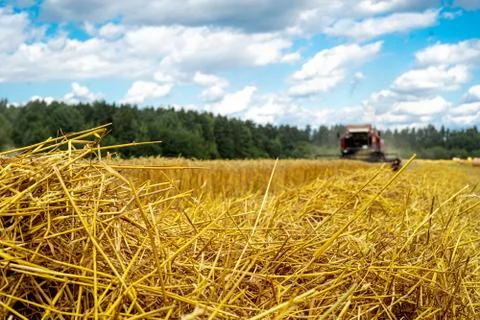 Straw on the background of a blurred combine Stock Photos