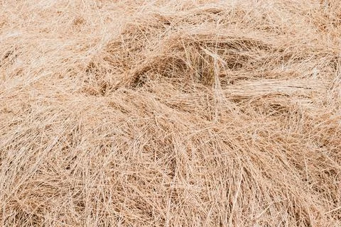 Straw for background close-up Stock Photos