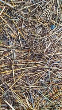 Straw background - Natural background Stock Photos